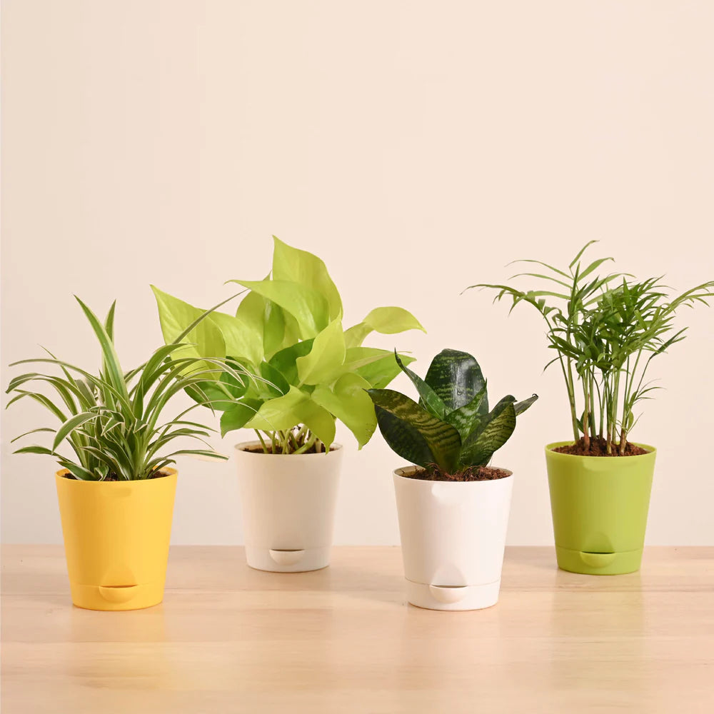 Plantora Air Purifying Indoor Plants Combo - Easy Care Oxygen Boosting Houseplants (4 Pack Live Plants)