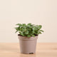 Fittonia White Nerve Plant