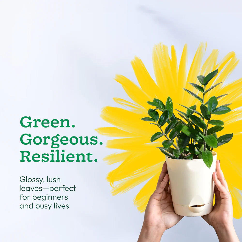 ZZ Plannt - (Zamioculcas Zamiifolia)