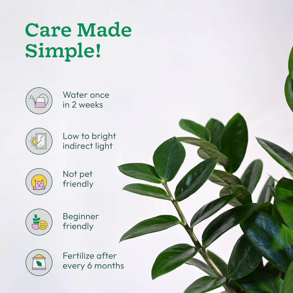 ZZ Plannt - (Zamioculcas Zamiifolia)