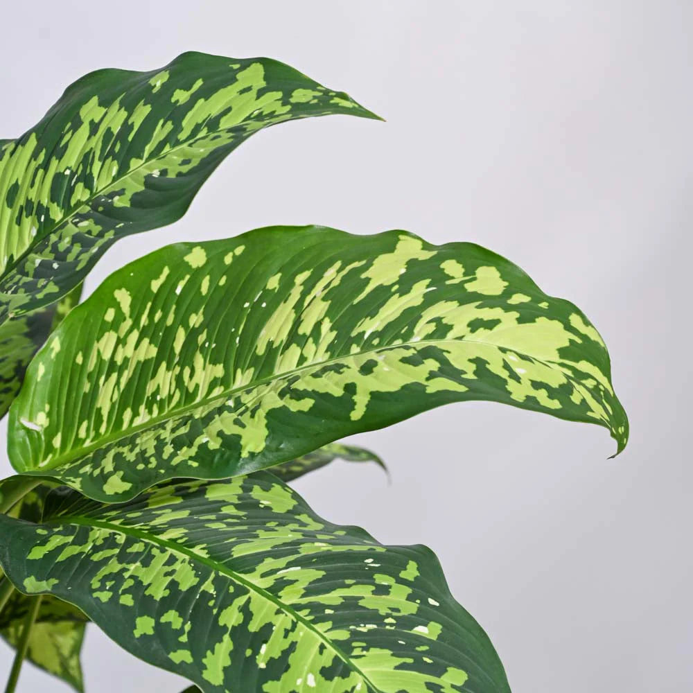Dieffenbachia Camille