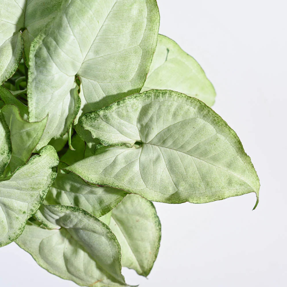 Syngonium White Butterfly