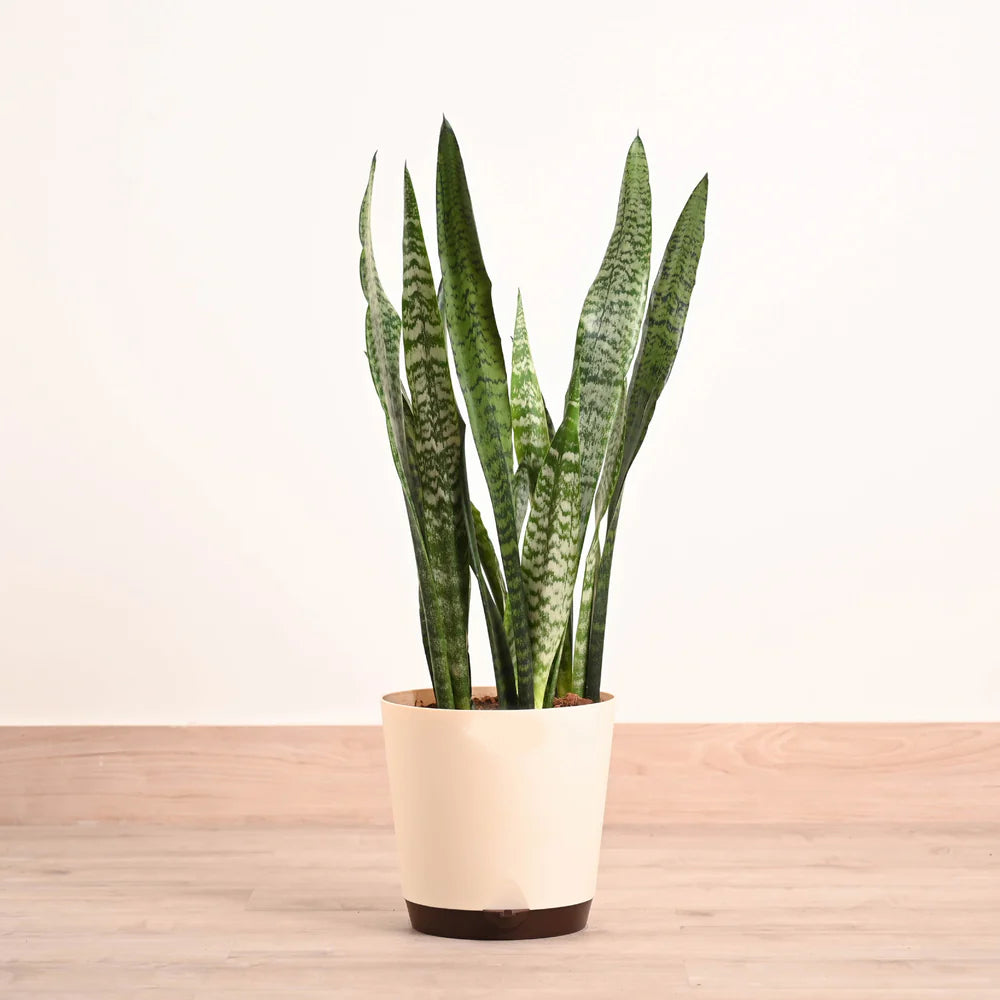 Potted plant with a beige planter on a wooden surface