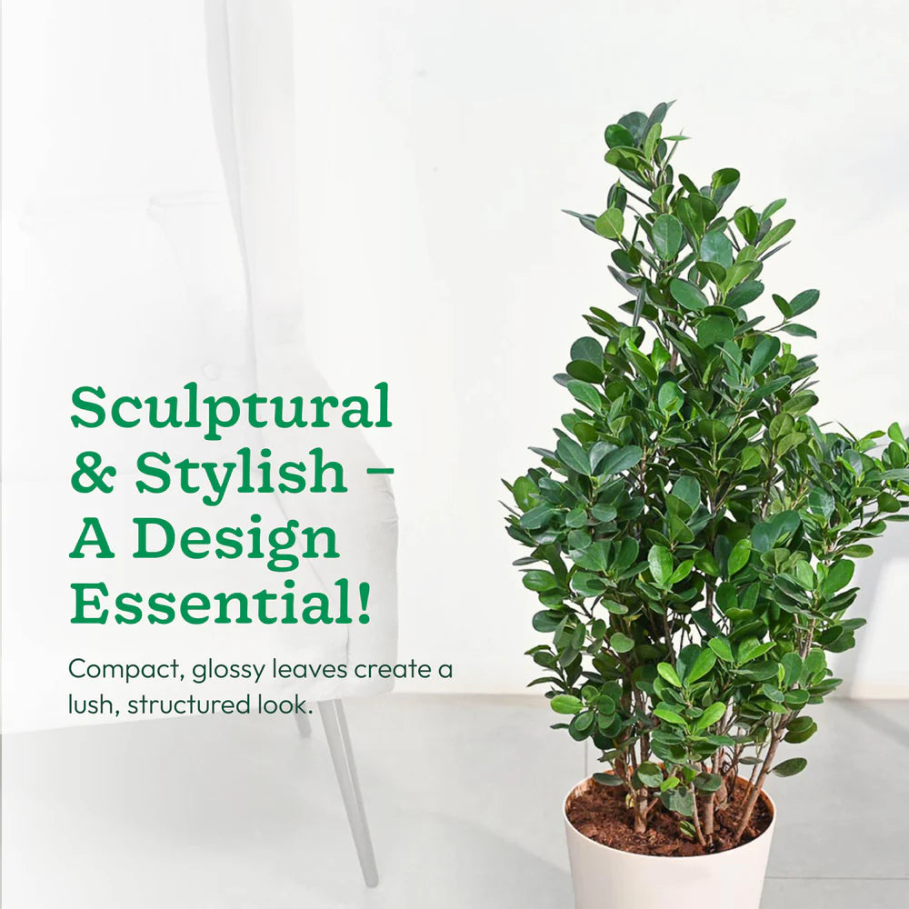 Potted plant with text describing its design and features on a white background