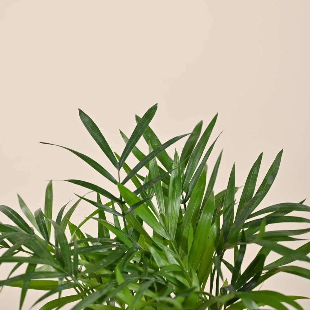 Parlor Palm - Chamaedorea