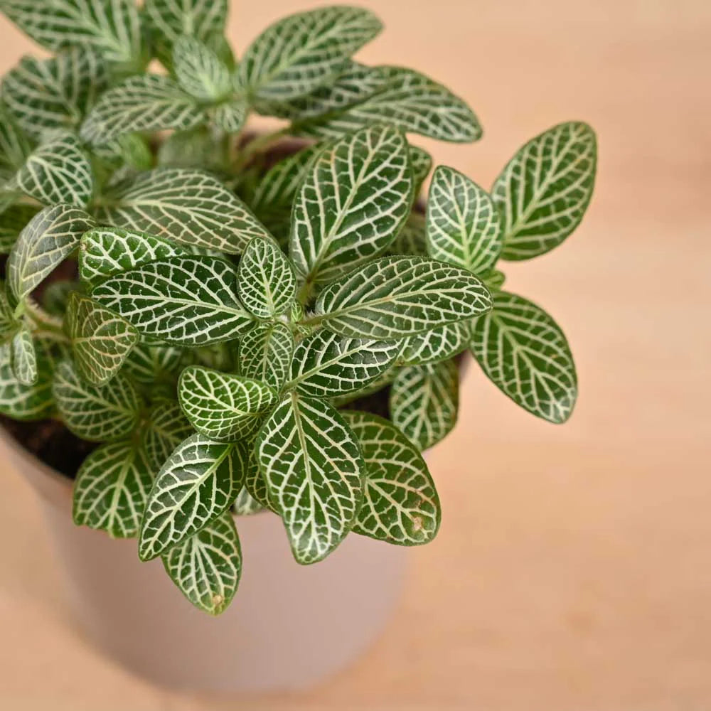 Fittonia White Nerve Plant