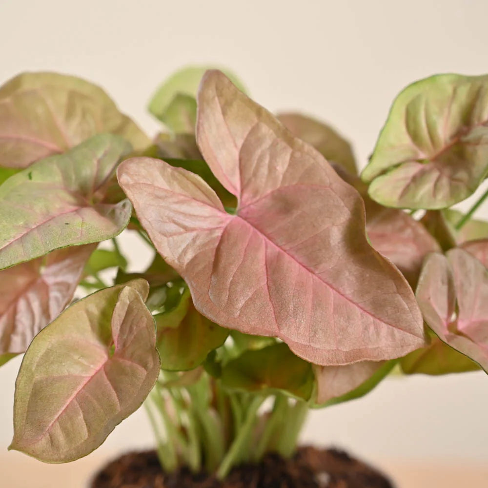 Syngonium Strawberry Plant