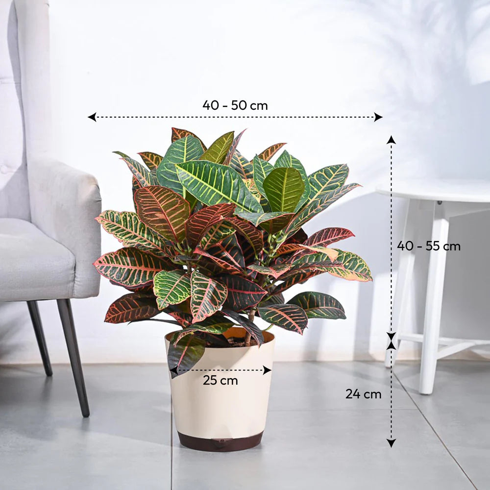 Croton Petra XL