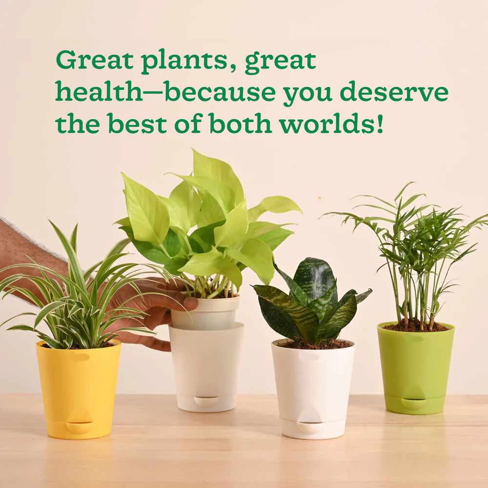 Plantora Air Purifying Indoor Plants Combo - Easy Care Oxygen Boosting Houseplants (4 Pack Live Plants)