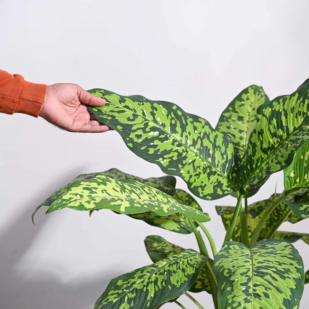 Dieffenbachia Camille