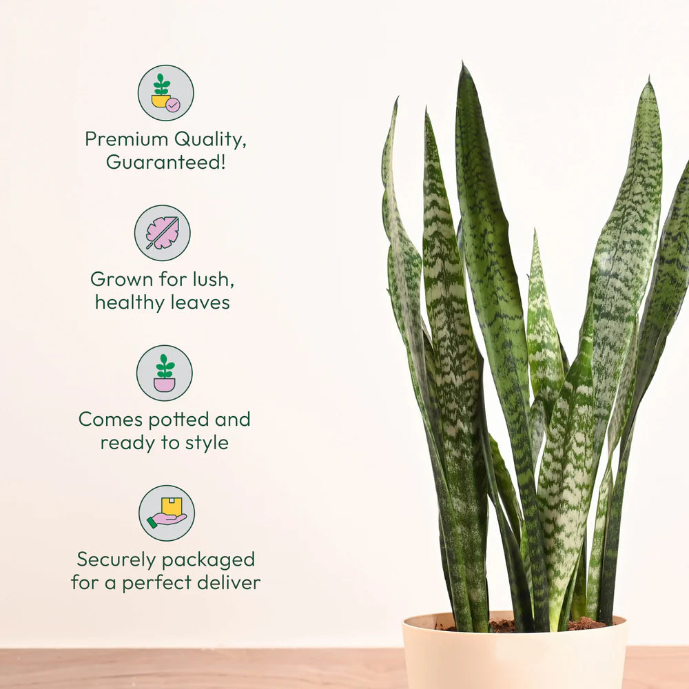 Potted plant with text highlighting premium quality, lush leaves, potted readiness, and secure packaging on a light background.