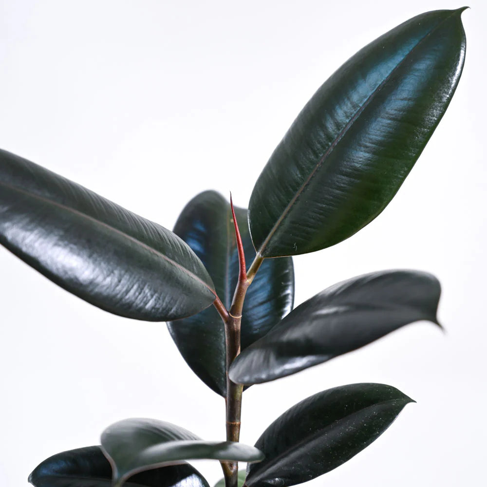 Rubber Plant - Peperomia Thailand