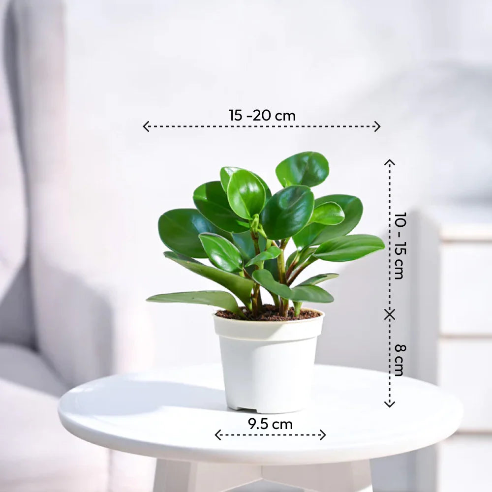 Peperomia Watermelon