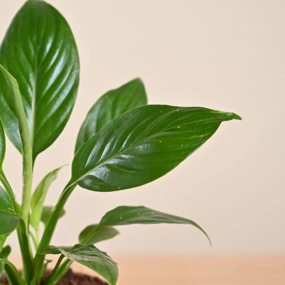 Peace Lily - Spathiphyllum