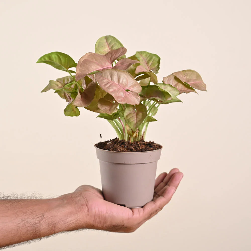 Syngonium Strawberry Plant