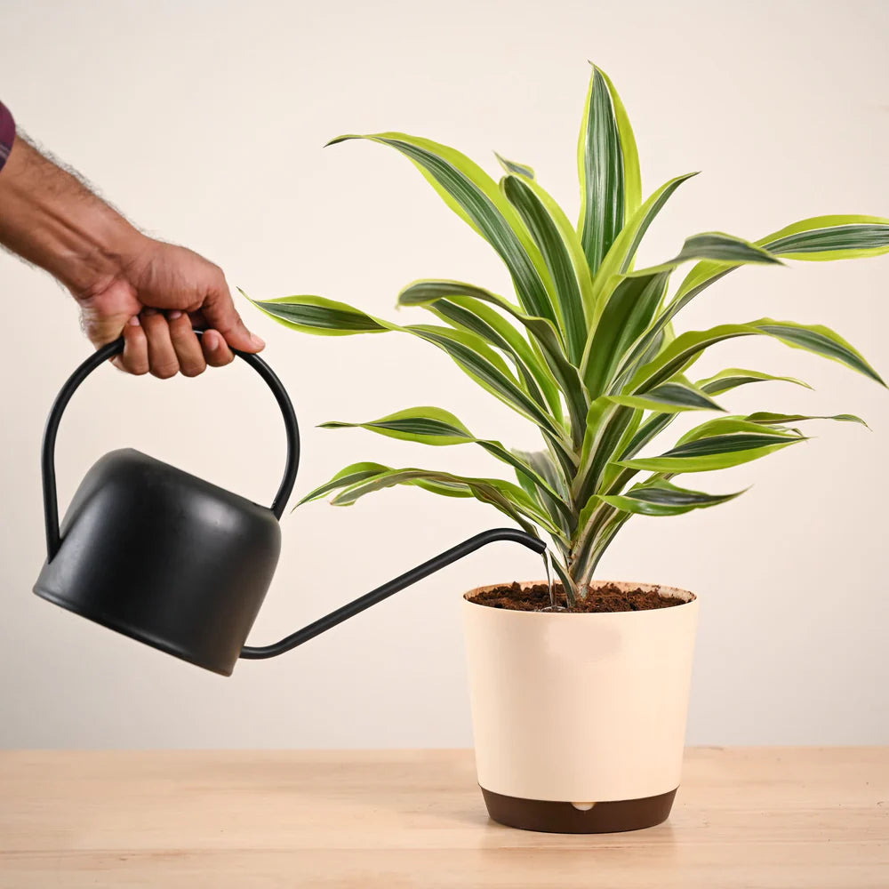 Person watering a potted plant with a black watering can on a wooden surface.