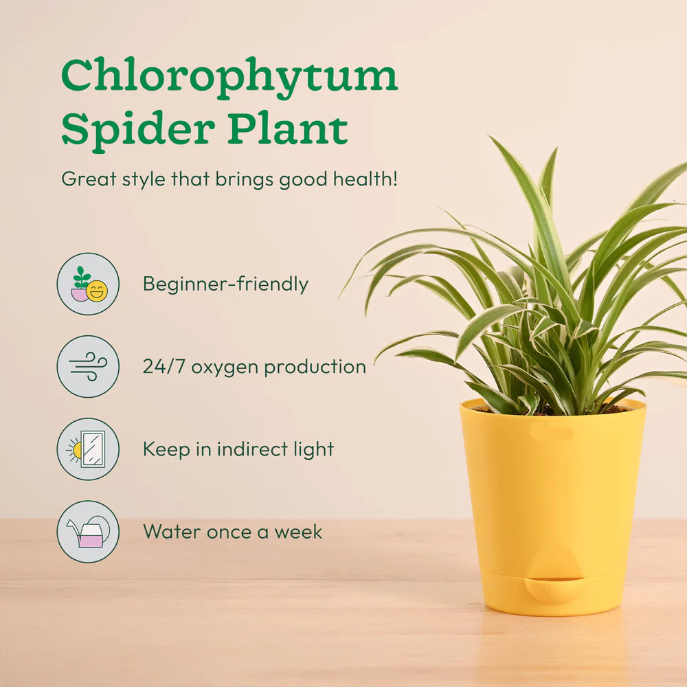 Plantora Air Purifying Indoor Plants Combo - Easy Care Oxygen Boosting Houseplants (4 Pack Live Plants)