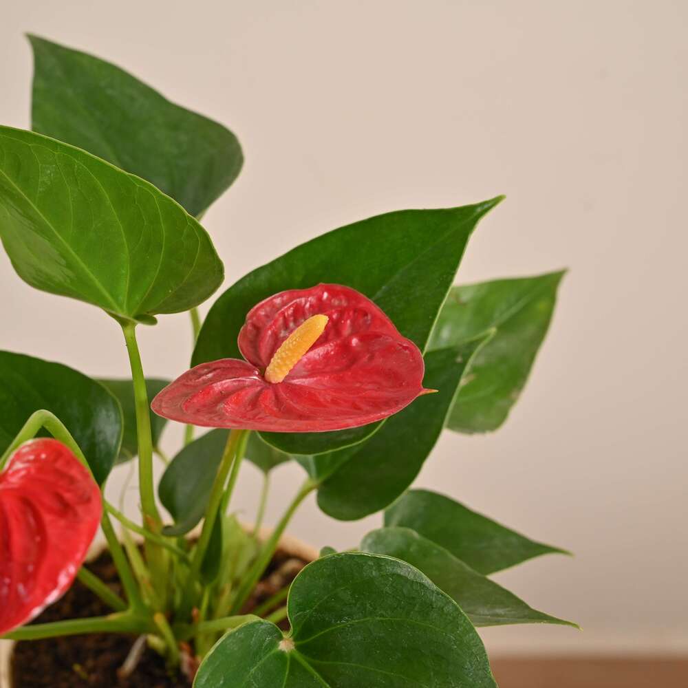 Anthurium Pink