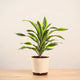 Dracena Lemon Lime Plant - Large