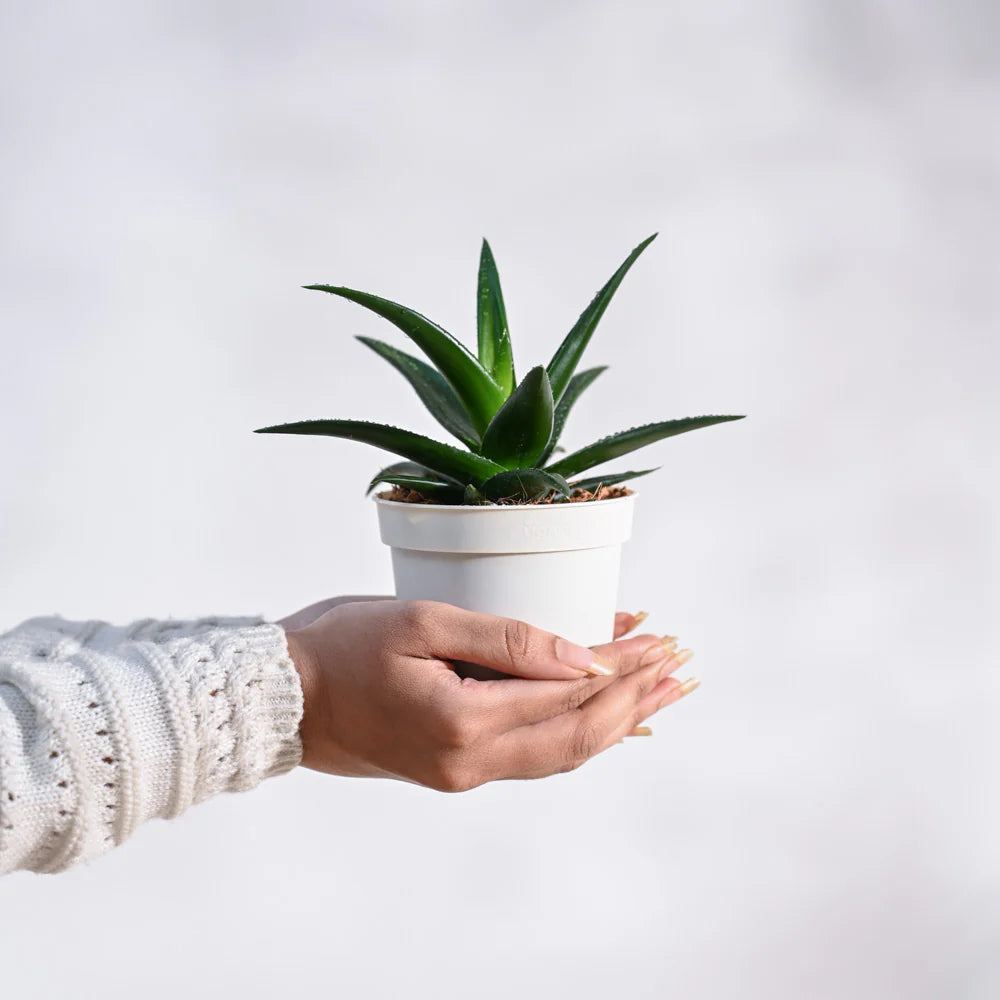Aloe Vera