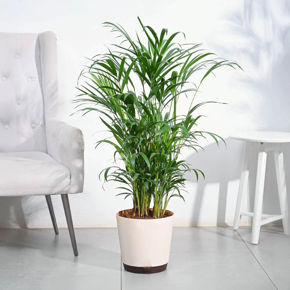Areca Palm XL