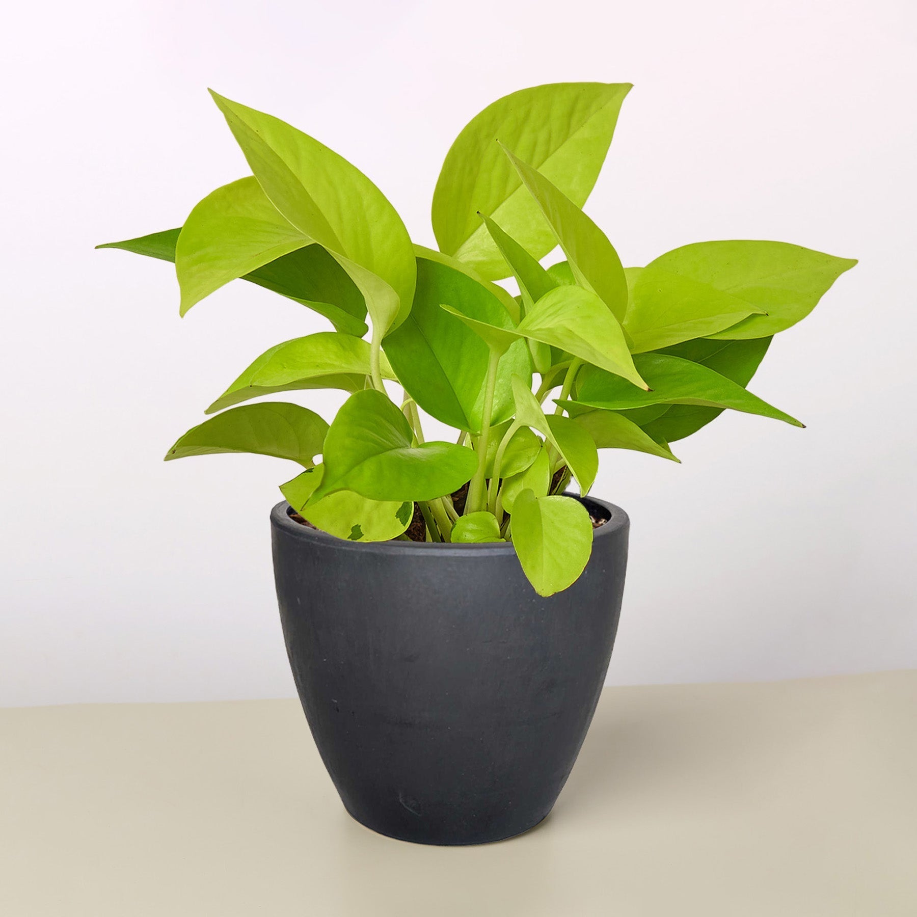 Pothos Neon