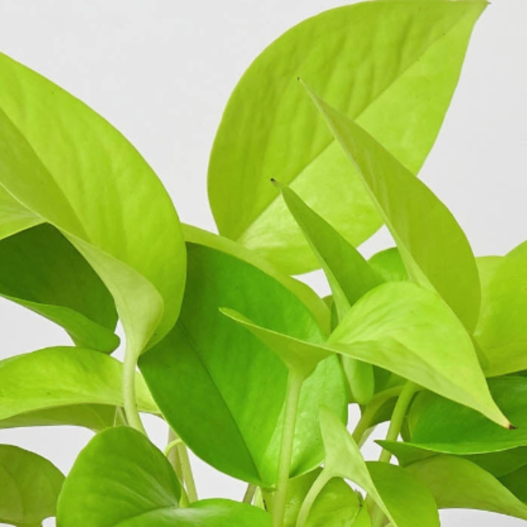 Pothos Neon