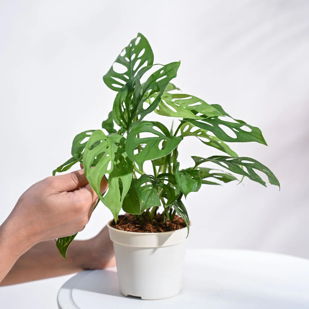 Monstera Adansonii Swiss Cheese