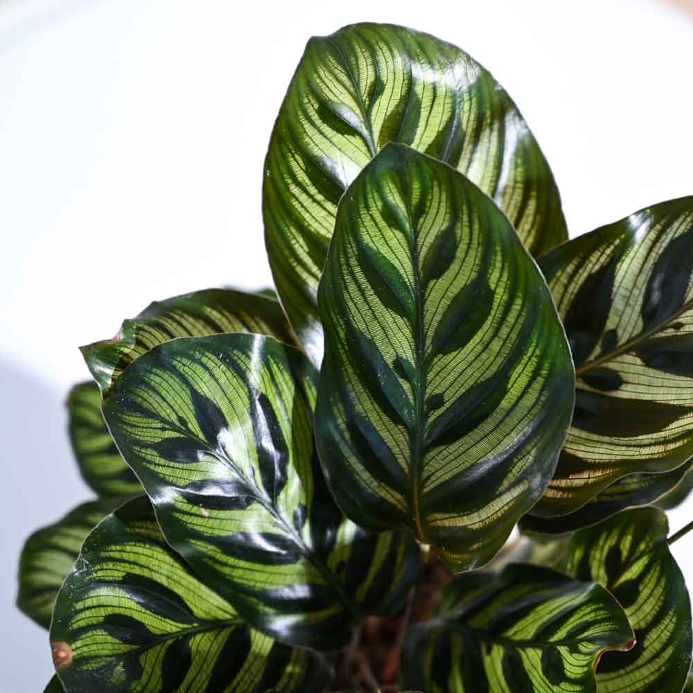 Peacock Plant