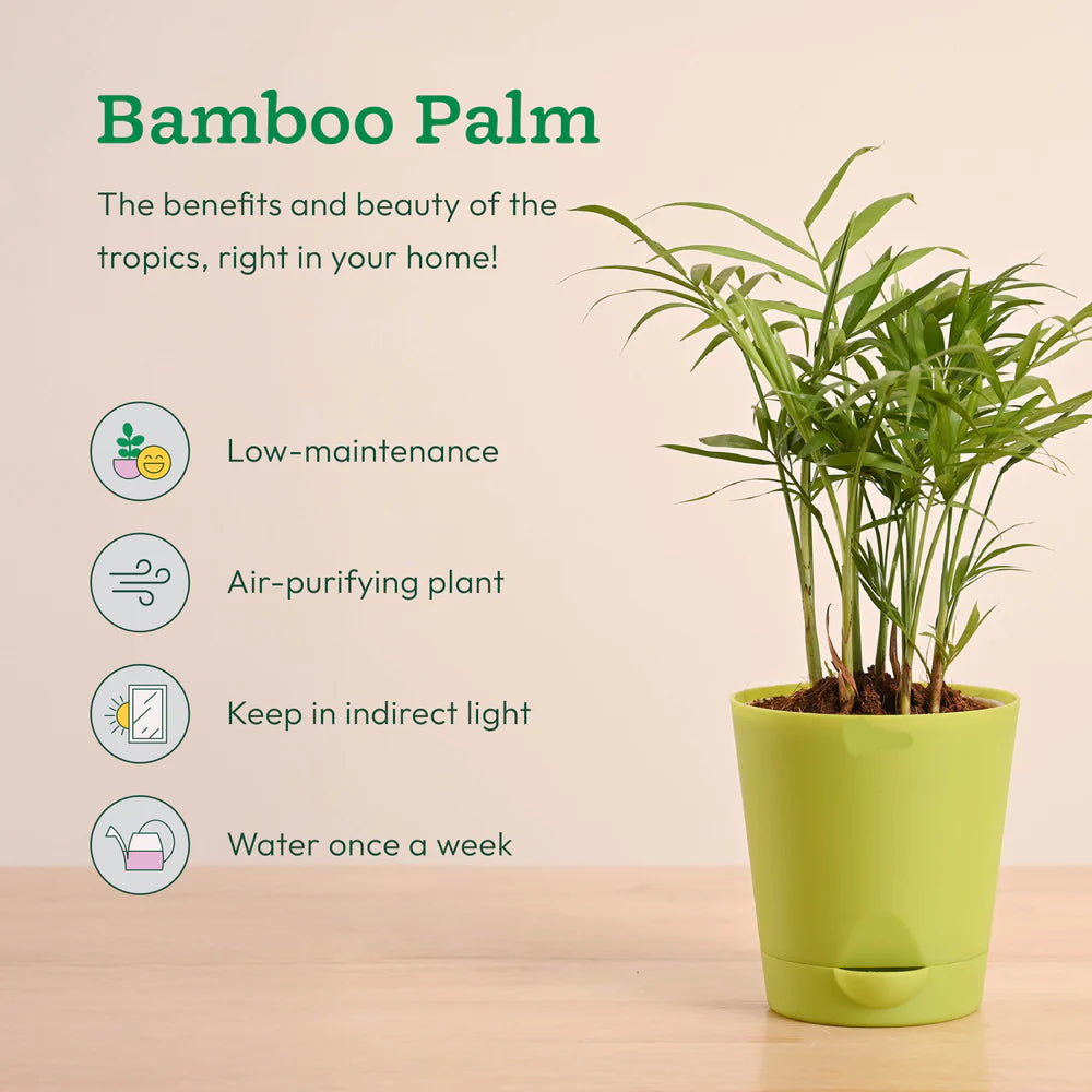 Plantora Air Purifying Indoor Plants Combo - Easy Care Oxygen Boosting Houseplants (4 Pack Live Plants)