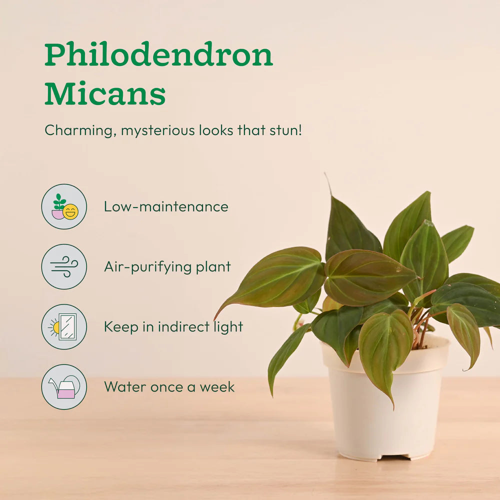 Plantora Mini Indoor Plant Set – Easy Care Desk & Office Houseplants (4 Pack Live Plants)