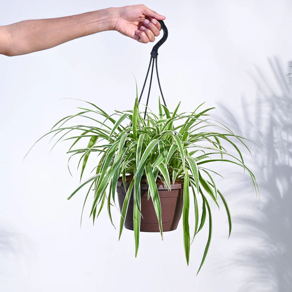 Spider Plant Bonnie