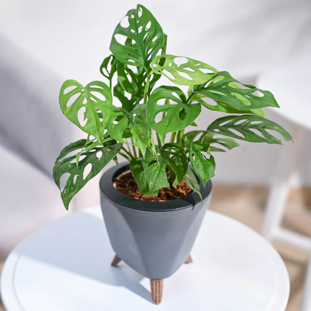 Monstera Adansonii Swiss Cheese
