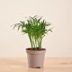 Parlor Palm - Chamaedorea