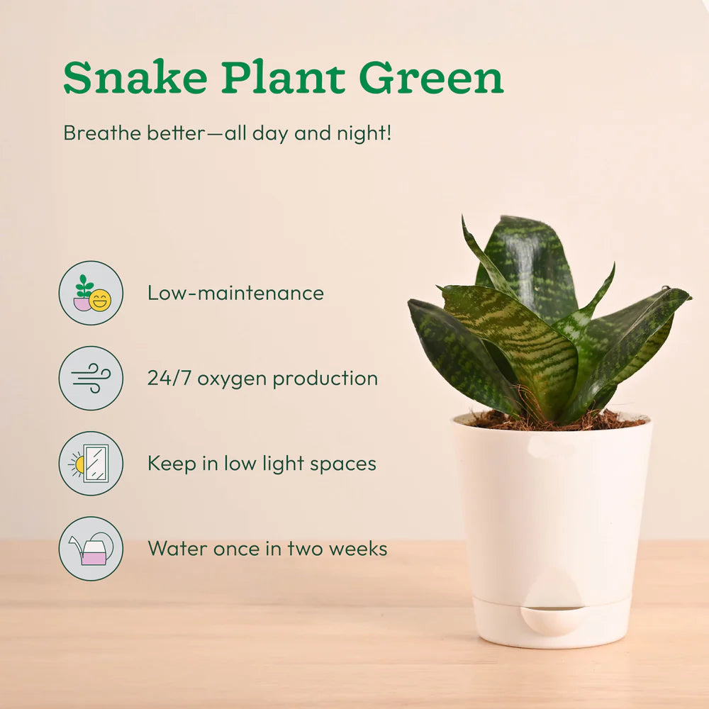 Plantora Air Purifying Indoor Plants Combo - Easy Care Oxygen Boosting Houseplants (4 Pack Live Plants)