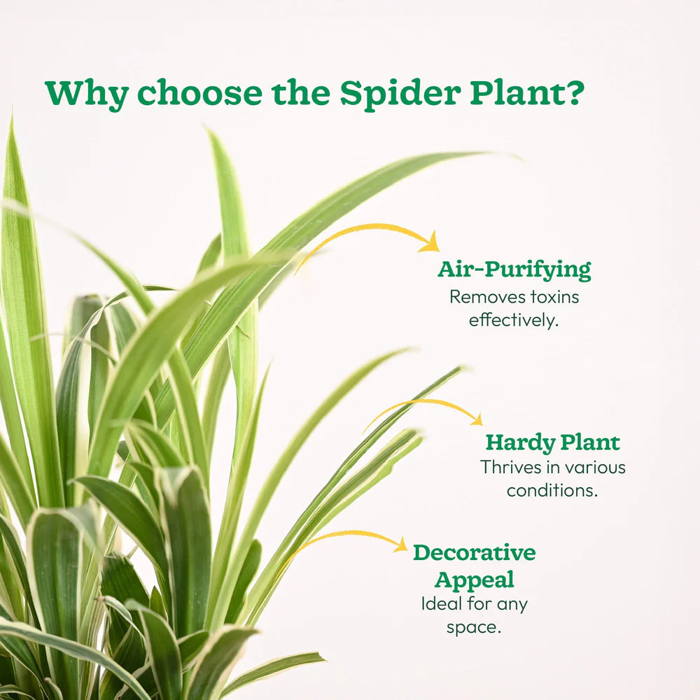 Spider Plant Bonnie