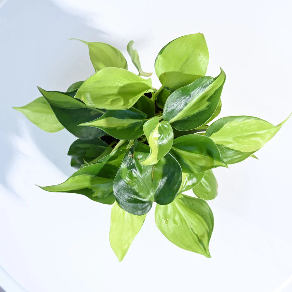 Philodendron Brasil