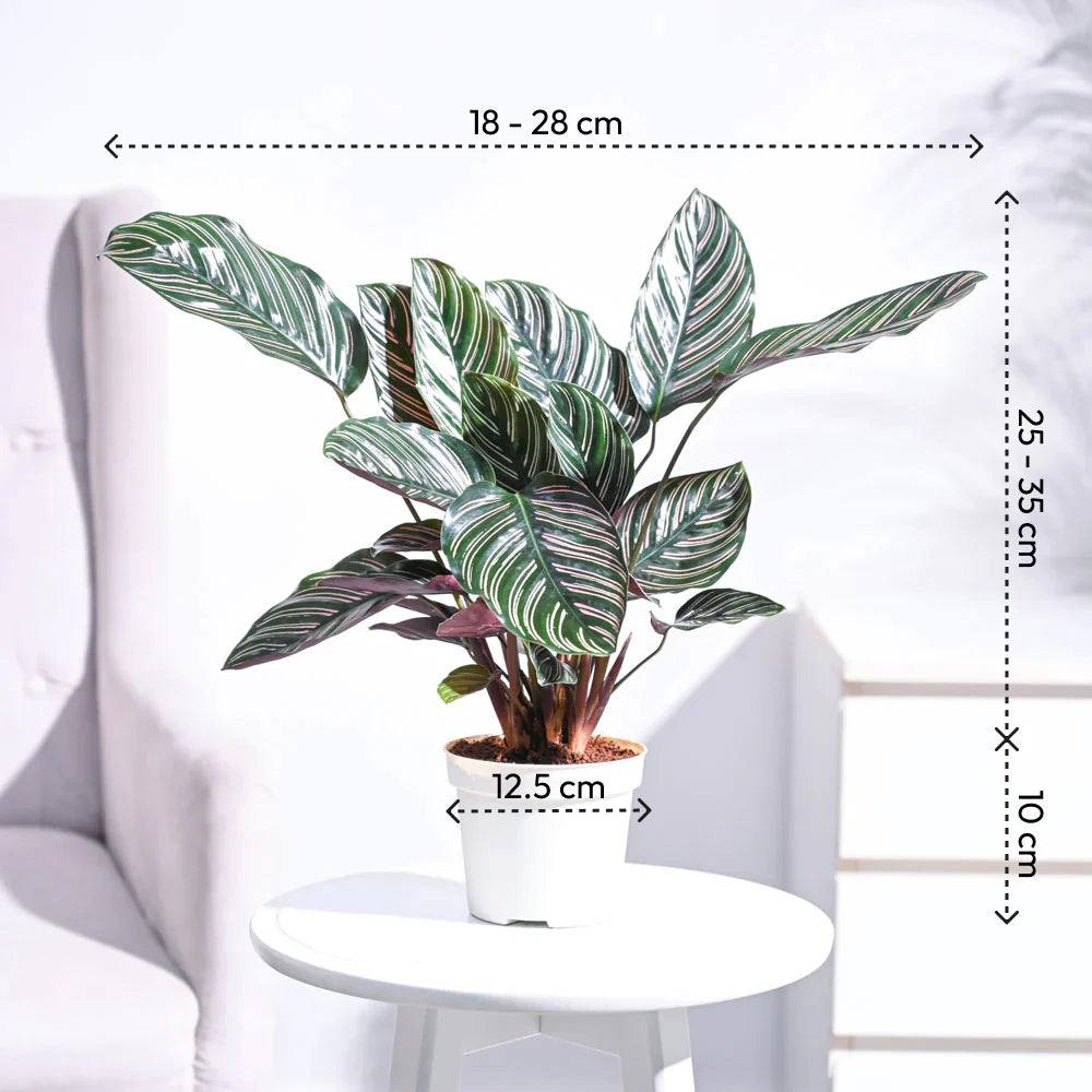 Calathea Sanderiana 'White Fusion'