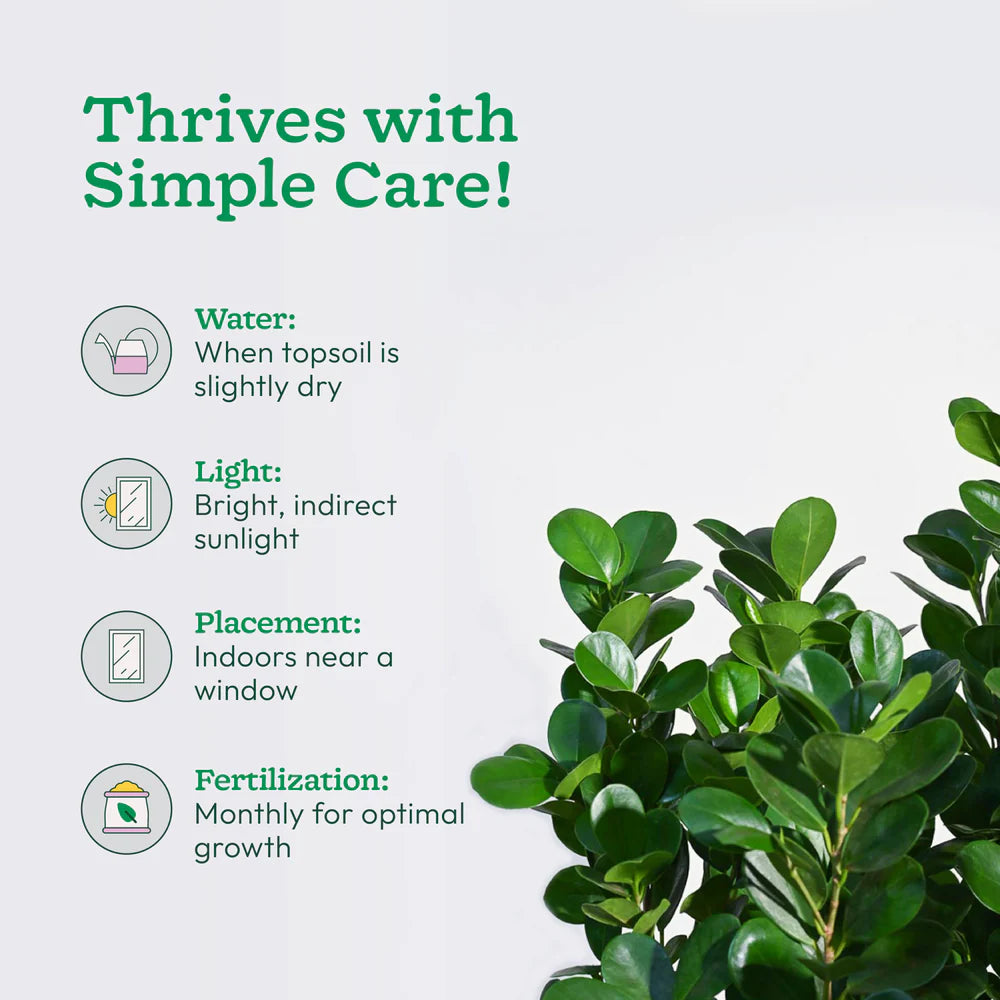 Plant care instructions with a green plant on a light gray background