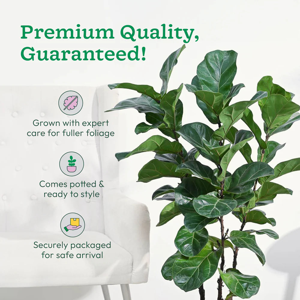 Green potted plant with promotional text about premium quality on a white background