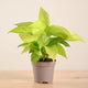 Pothos Neon