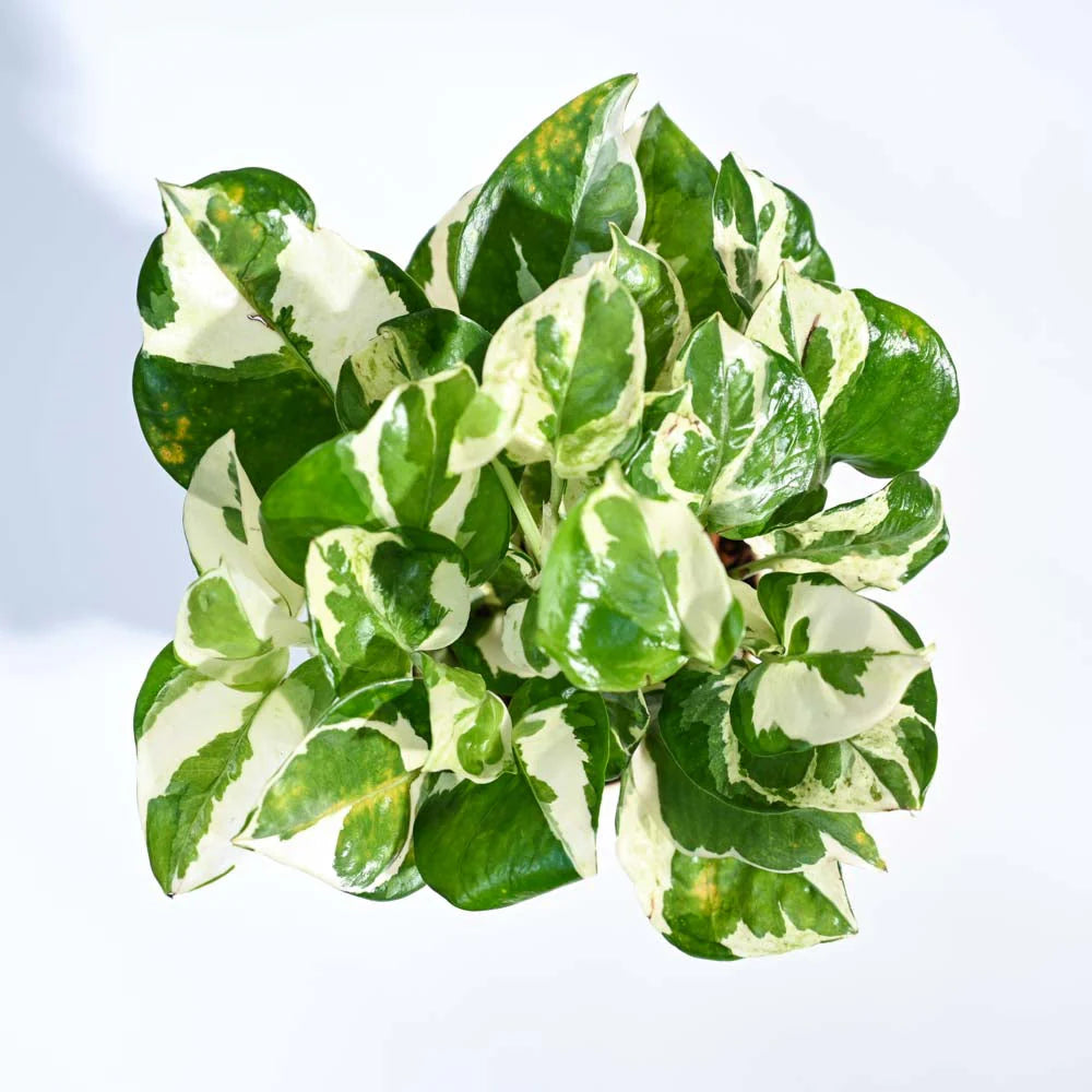 Pothos 'N'joy