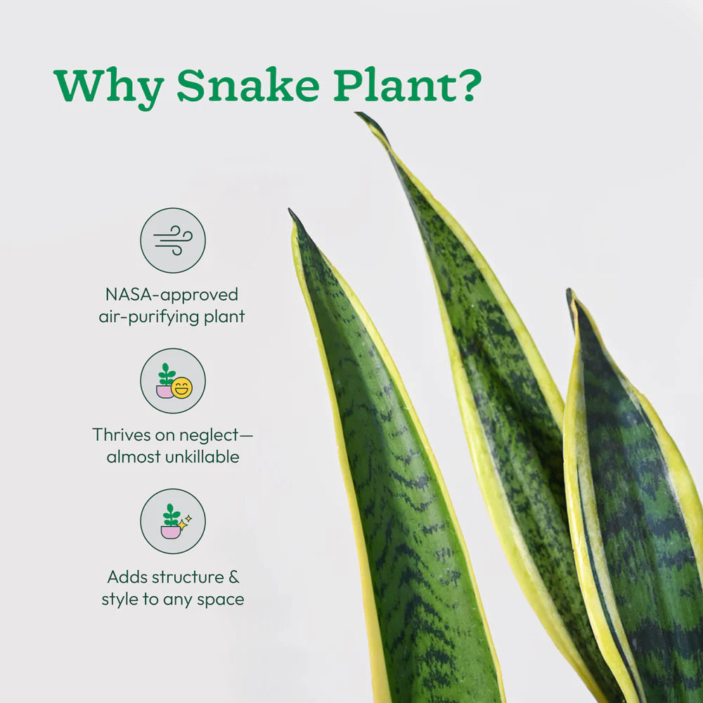 Snake plant with text explaining its benefits on a light gray background