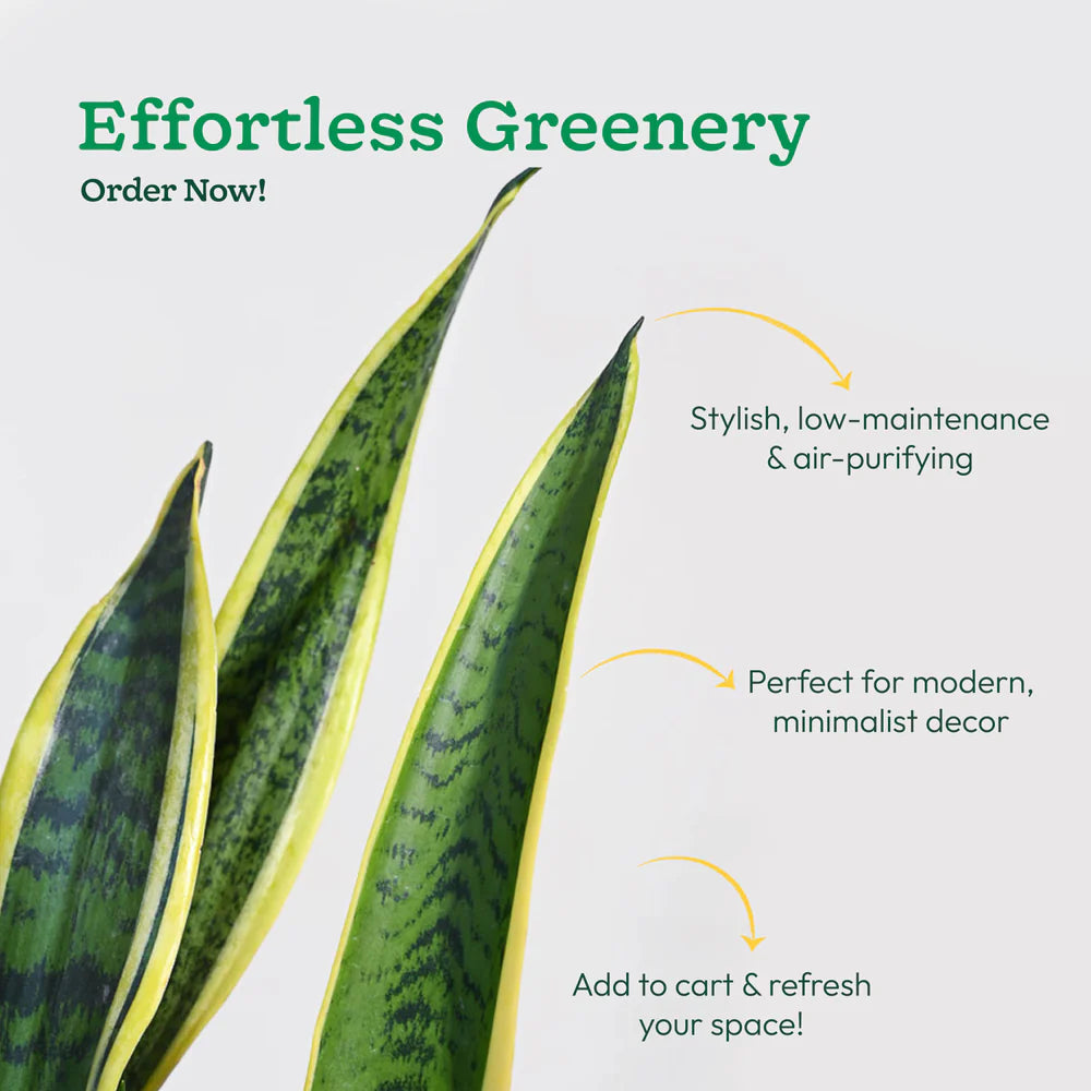 Green snake plant with text about its features on a light gray background