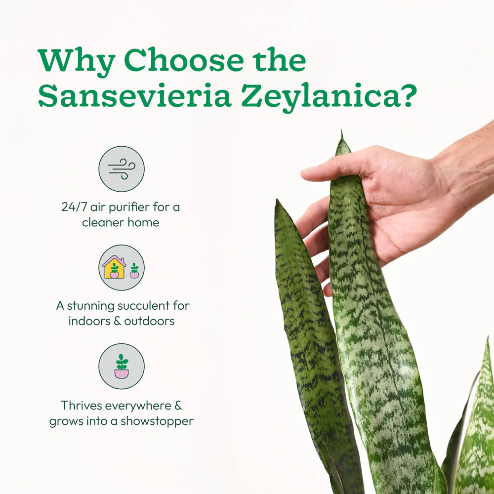 Hand holding a Sansevieria Zeylanica plant with text about its benefits on a white background