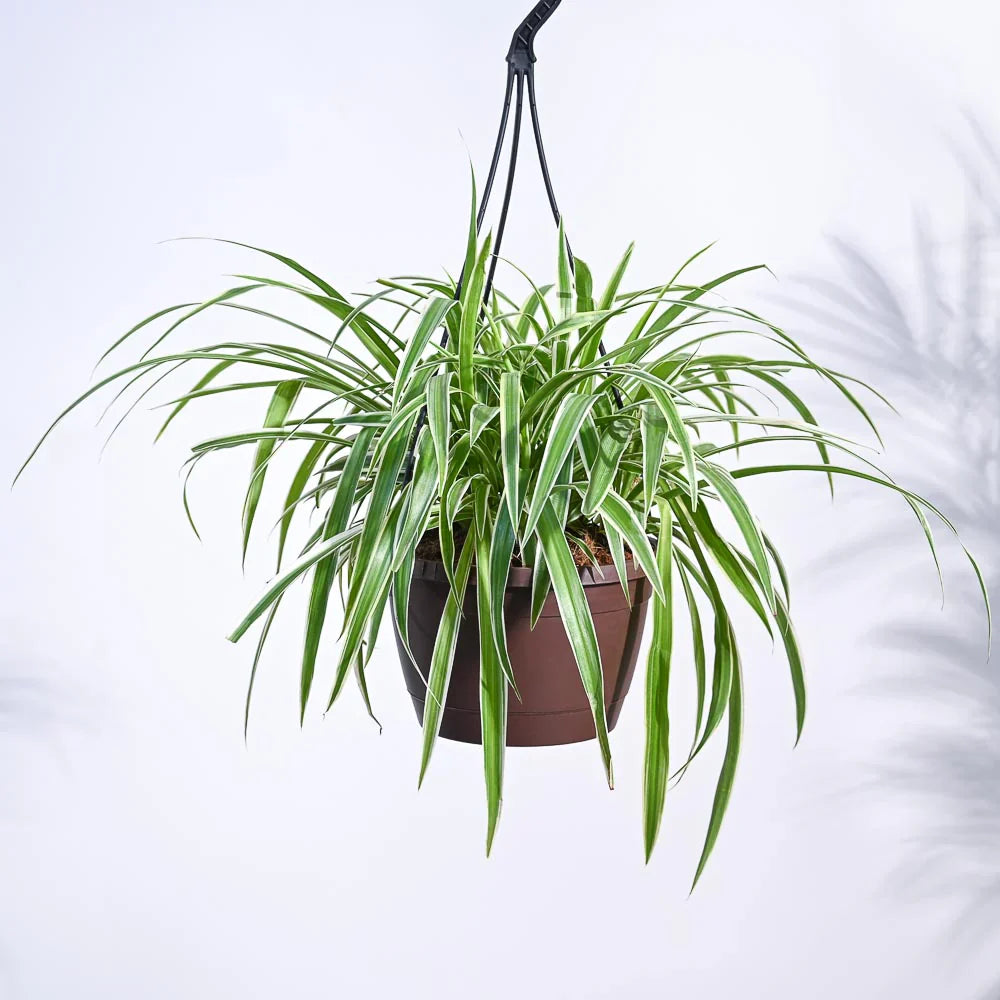 Hanging Plants