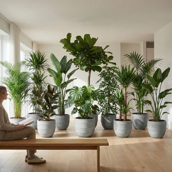 All Houseplants