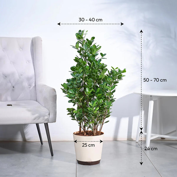 Potted plant with dimensions indicated in a room setting
