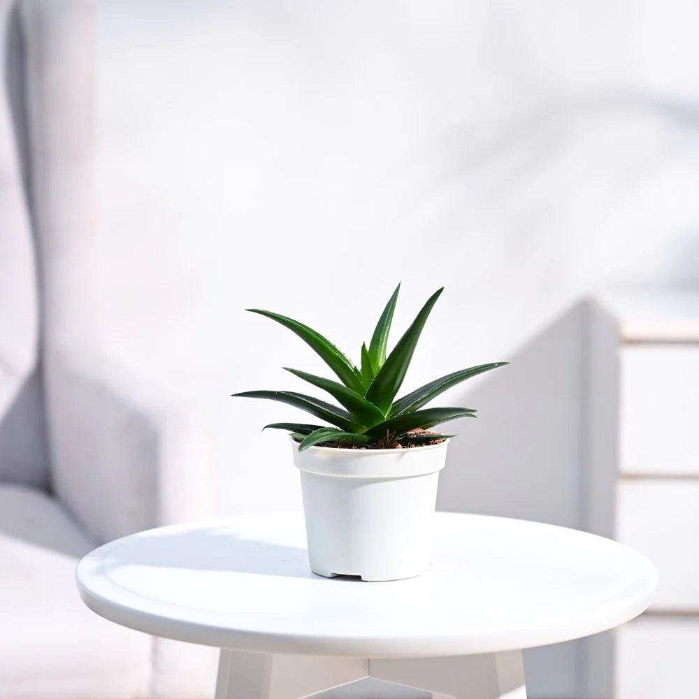 Aloe Vera