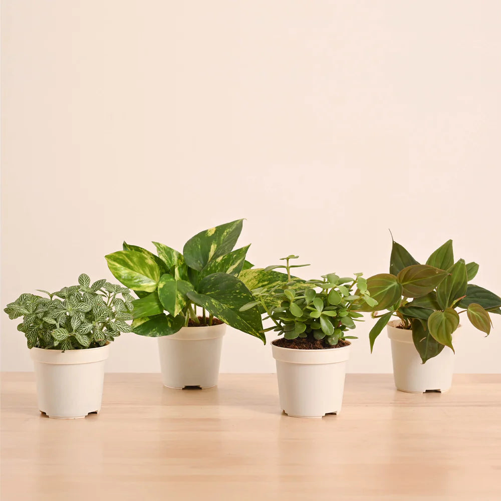 Plantora Mini Indoor Plant Set – Easy Care Desk & Office Houseplants (4 Pack Live Plants)